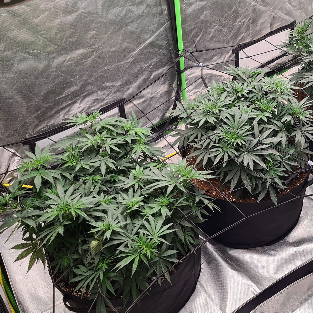 SCROG Methode im Cannabisanbau