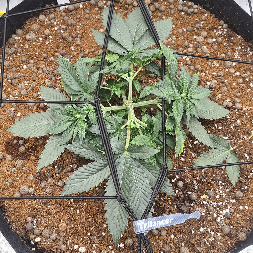 Topping und Scrogging von Cannabispflanzen zur selben Zeit